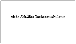 Textfeld: siehe Abb.28a: Nackenmuskulatur
 
