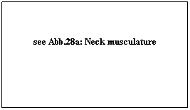 Textfeld: see Abb.28a: Neck musculature
 
