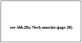 Textfeld:  
see Abb.28a: Neck muscles (page 28)
