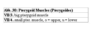 Textfeld: Abb. 30: Pterygoid Muscles (Pterygoides) 
VII/3. big pterygoid muscle
VII/4. small pter. muscle, o = upper, u = lower 
